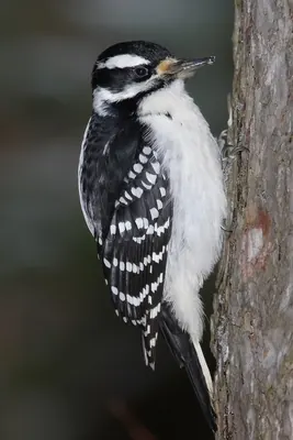 Hairy Woodpecker