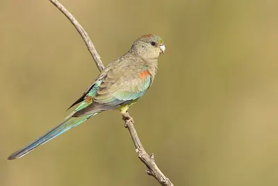 Mulga Parrot