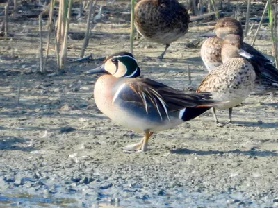 Baikal Teal