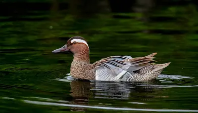 Garganey