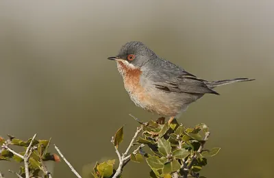 Eastern Subalpine Warbler