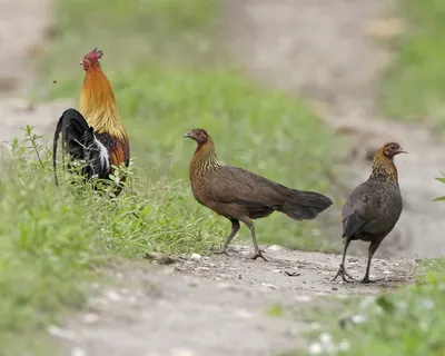 Red Junglefowl