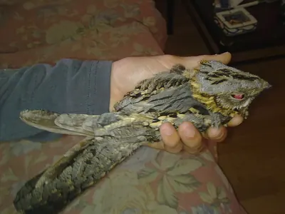 Red-necked Nightjar