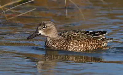Blue-winged Teal