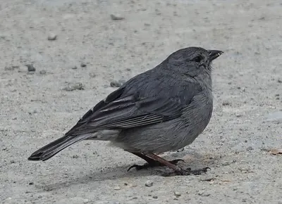 Plumbeous Sierra Finch
