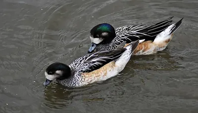 Chiloe Wigeon