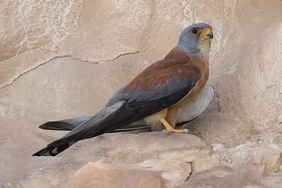 Lesser kestrel