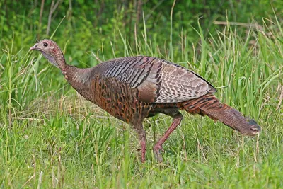 Wild Turkey