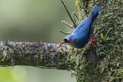 Velvet-fronted Nuthatch