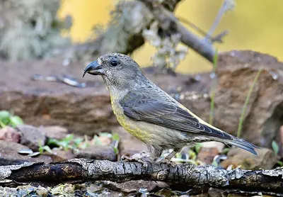 Common crossbill
