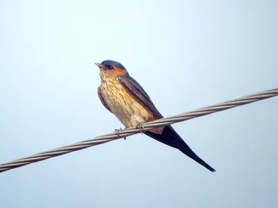 Eastern Red-rumped Swallow