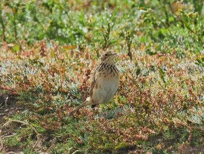 Puna Pipit