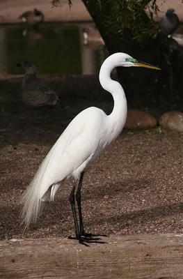 Great White Egret
