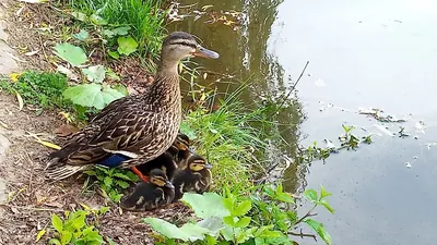 Mallard