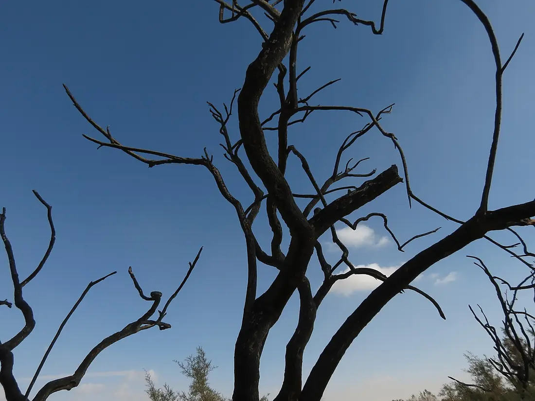 5 Azraq reserve (32) (13252747424)
