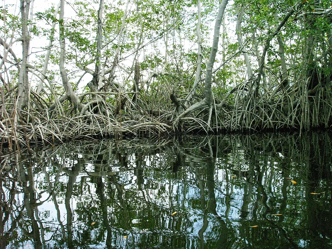 Blackriver