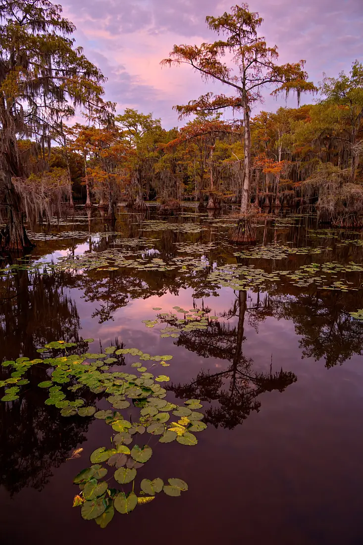 Caddo Lake at golden hour