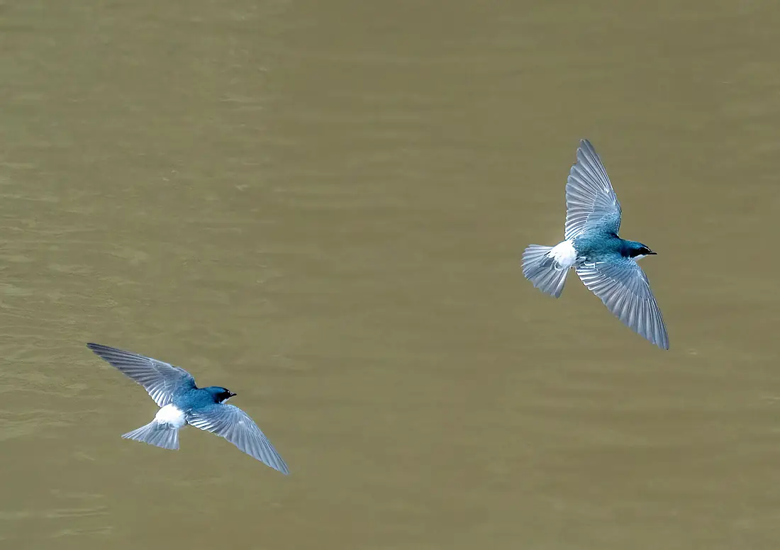 Mangrove swallows (81697)