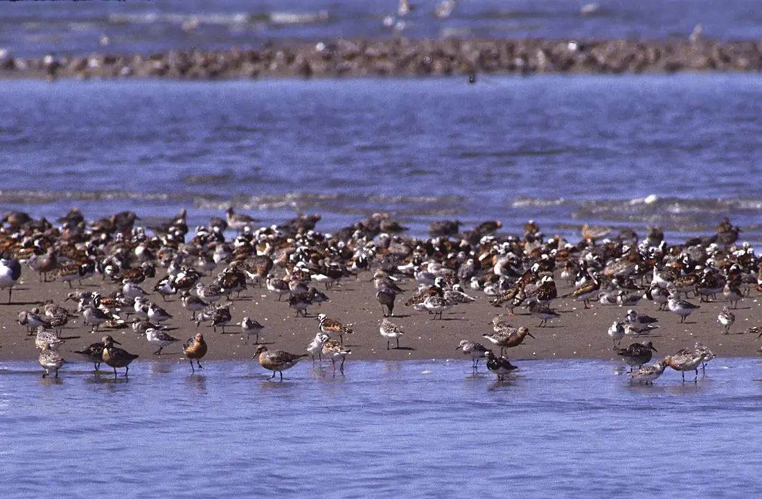 6. Celebrating 50 years of the Land and Water Conservation Fund- Cape May National Wildlife Refuge, NJ (14847984807)