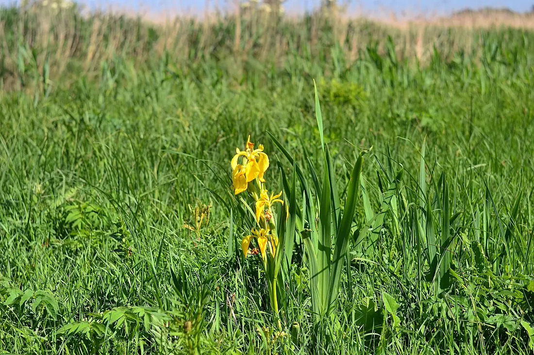 Charukiv Lutskyi Volynska-Charukiv nature reserve-Iris pseudacorus