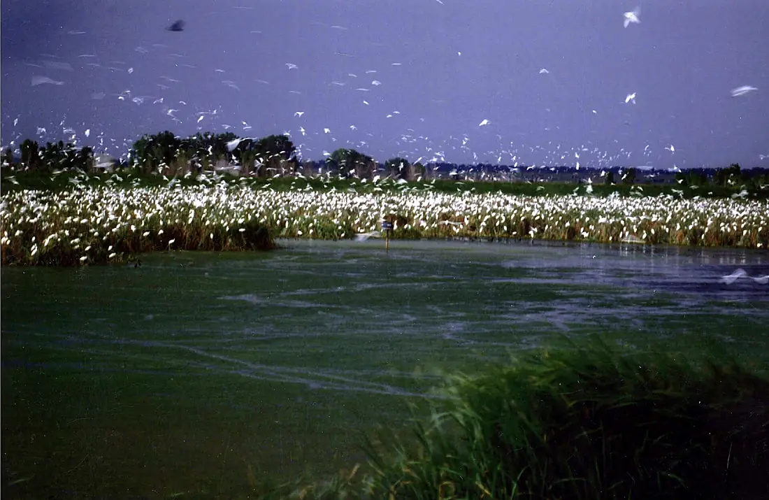 Wetlands and Wildlife Scenic Byway - Egrets at Cheyenne Bottoms Wildlife Area - NARA - 7722801