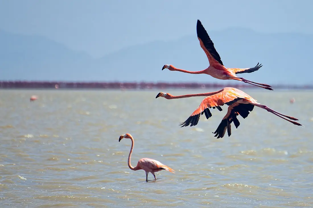 American Flamingo - Flamenco (Phoenicopterus ruber) (13906570385)