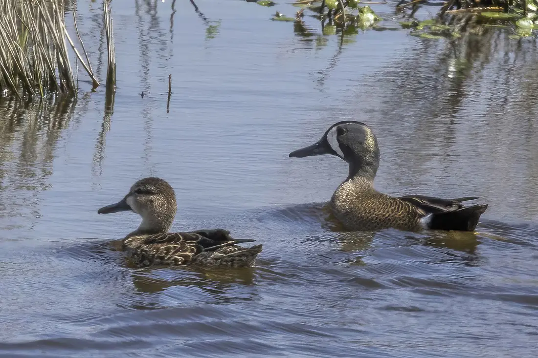 Blue-winged teal (Spatula discors) female and male Lerma