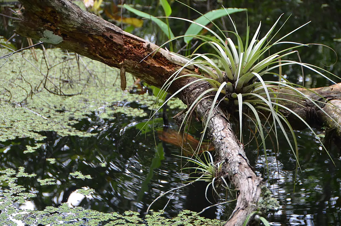 Corkscrew swamp sanctuary 3