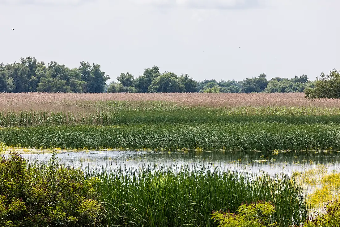 Cañas (Phragmites australis), Delta del Danubio, Rumanía, 2016-05-28, DD 18