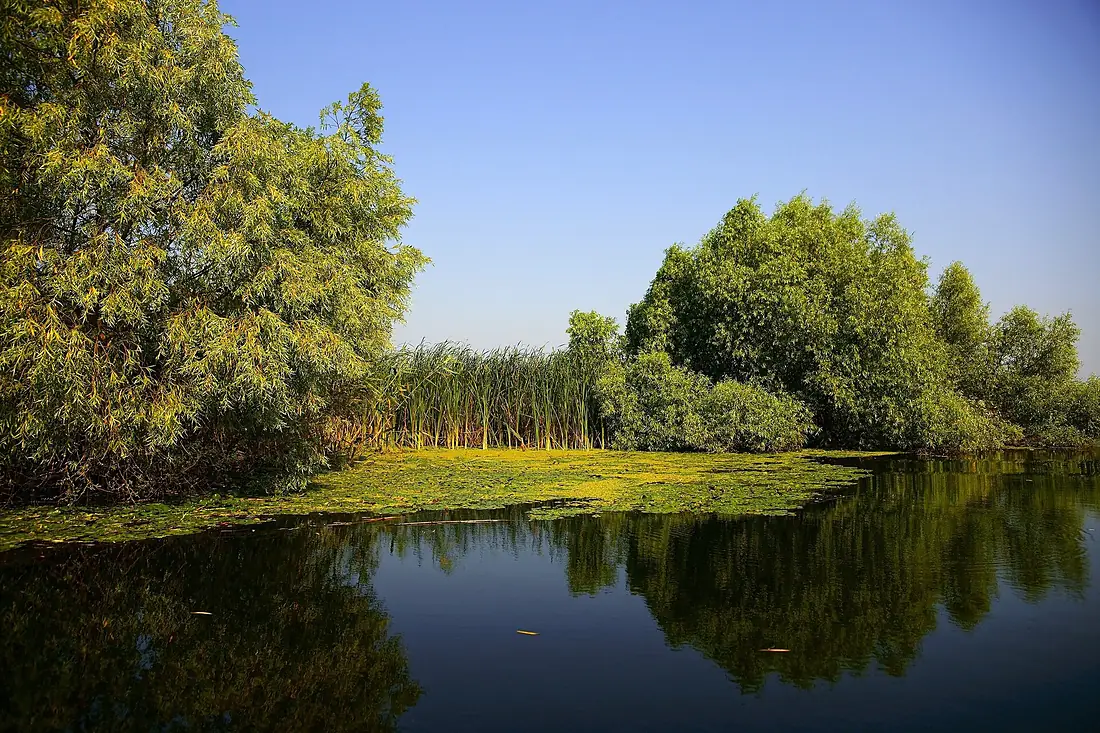Danube Delta - Delta Dunarii - panoramio (1)