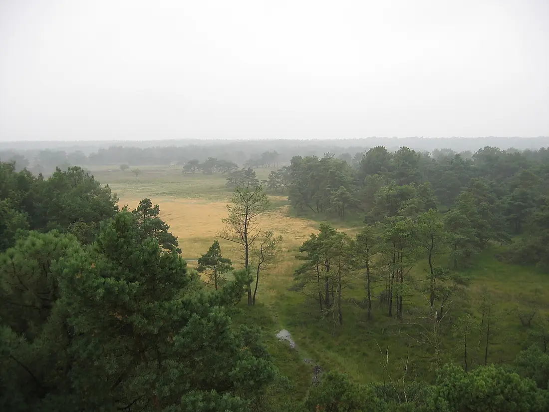 Kalmthoutse heide (vanop brandtoren)
