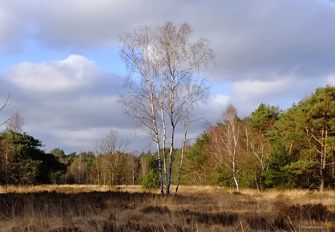 Kalmthoutse Heide in February