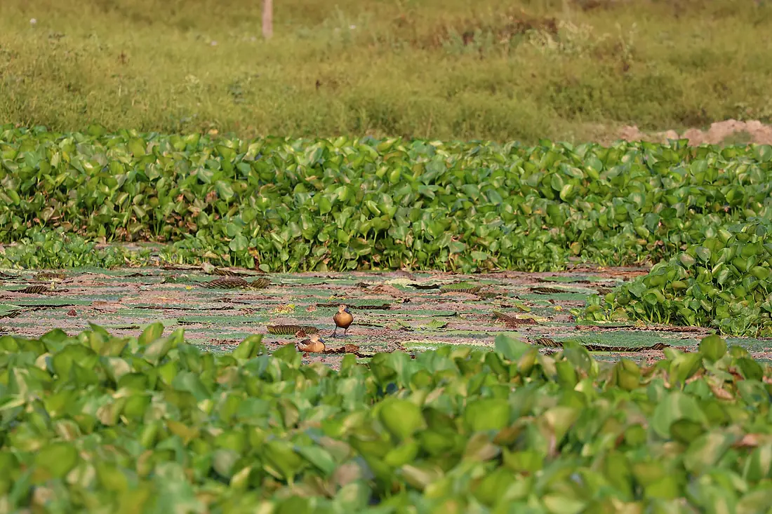 Whistling ducks at Dipor Bil, Assam 01