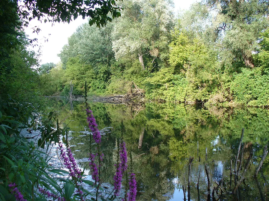 Dunajské luhy 8 July 2007