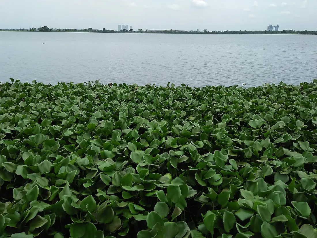 Eichhornia crassipes - Nalban Waterbody - Kolkata 20170530120009