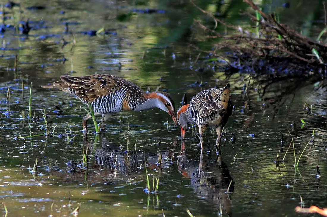 Buff Banded Rails at Edithvale Wetlands, Victoria, Australia