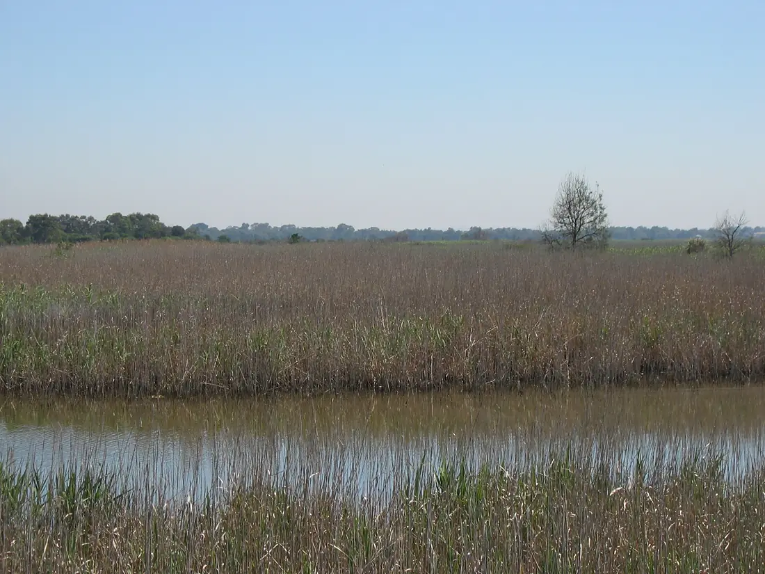 Seaford Wetlands 2