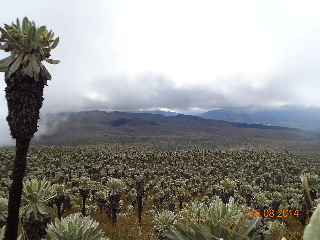 Frailejones Reserva Ecológica El Ángel - panoramio
