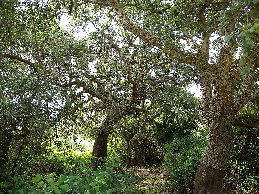 Alcornoques Parque Natural Estrecho Gibraltar