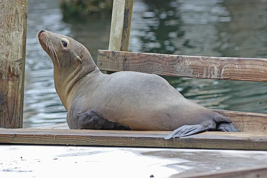California Sea Lion - Zalophus californianus, Elkhorn Slough, Moss Landing, California