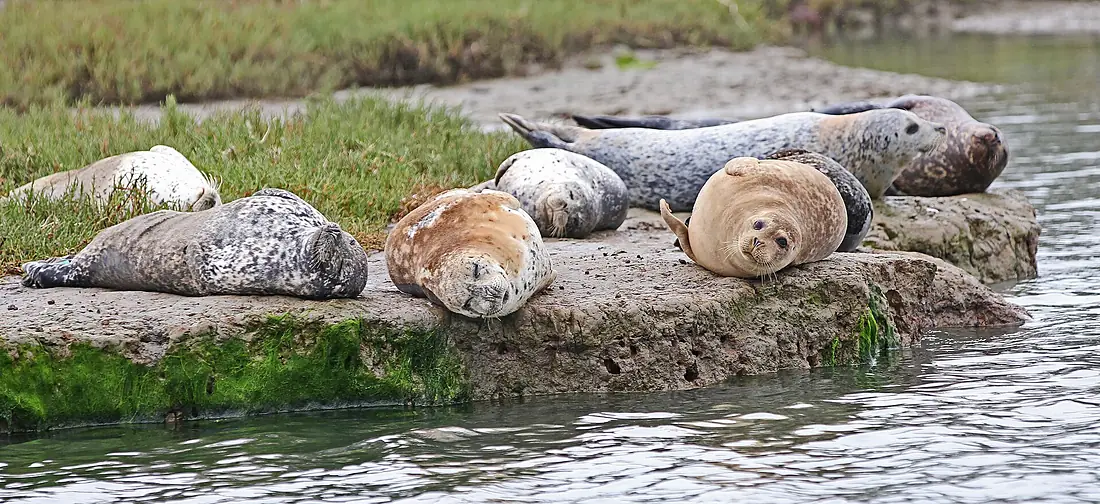 Grouping -2 - a pod of Harbor or Western Common Seals - Phoca vitulina richardsi, Elkhorn Slough, Moss Landing, California