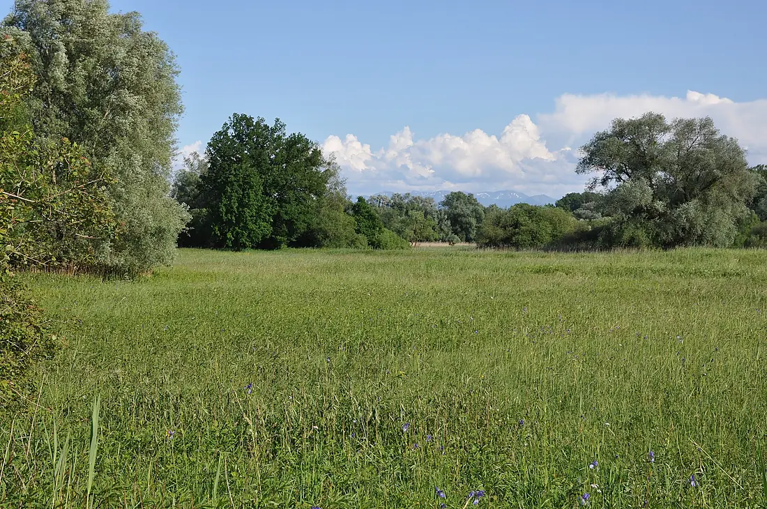 Eriskircher Ried 045