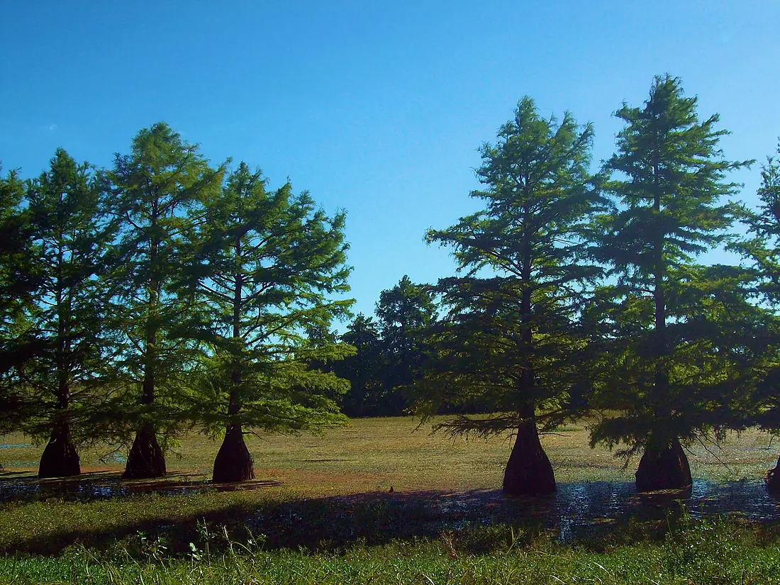 Arboles, en Esteros de Farrapos