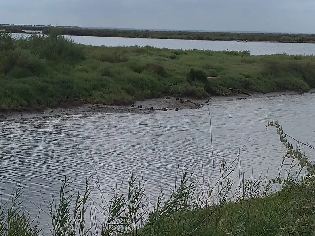 Patos no rio Tejo