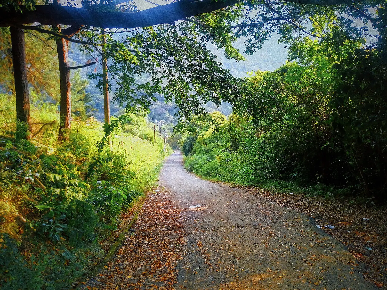 Nature from cali