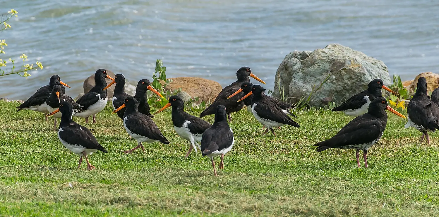 Haematopus finschi at Firth of Thames 02