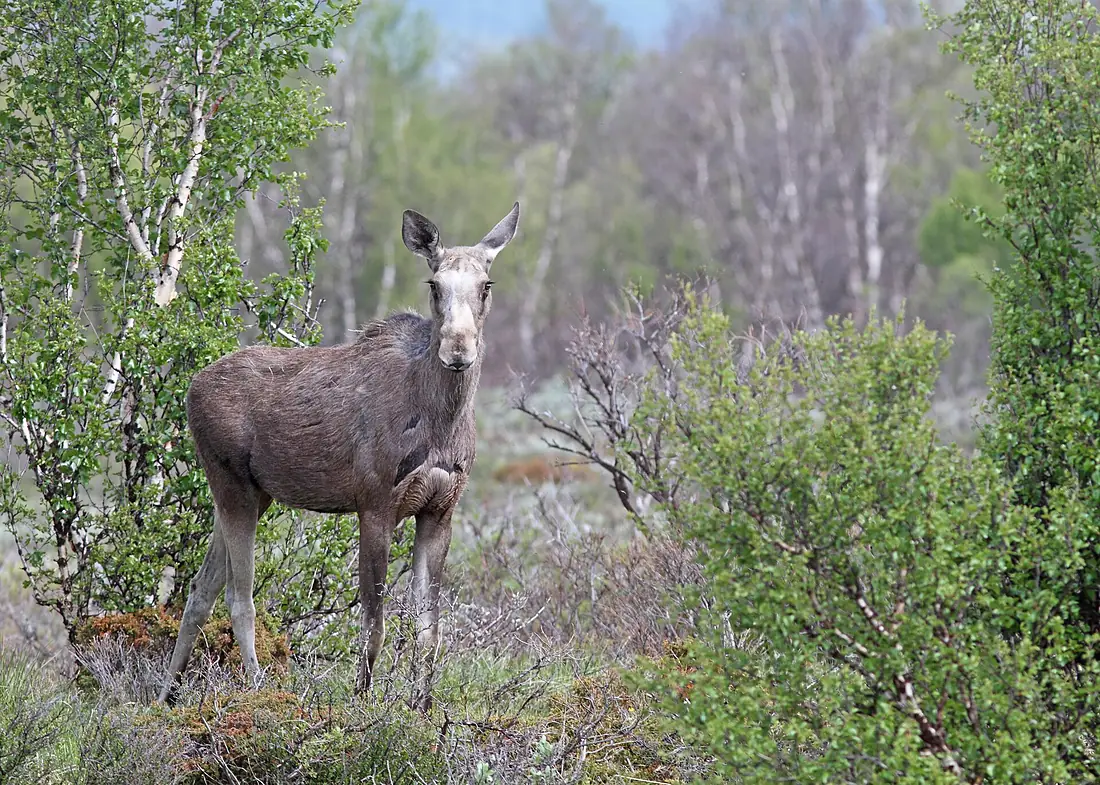 Alces alces, female, Fokstumyra naturreservat, Norway 4