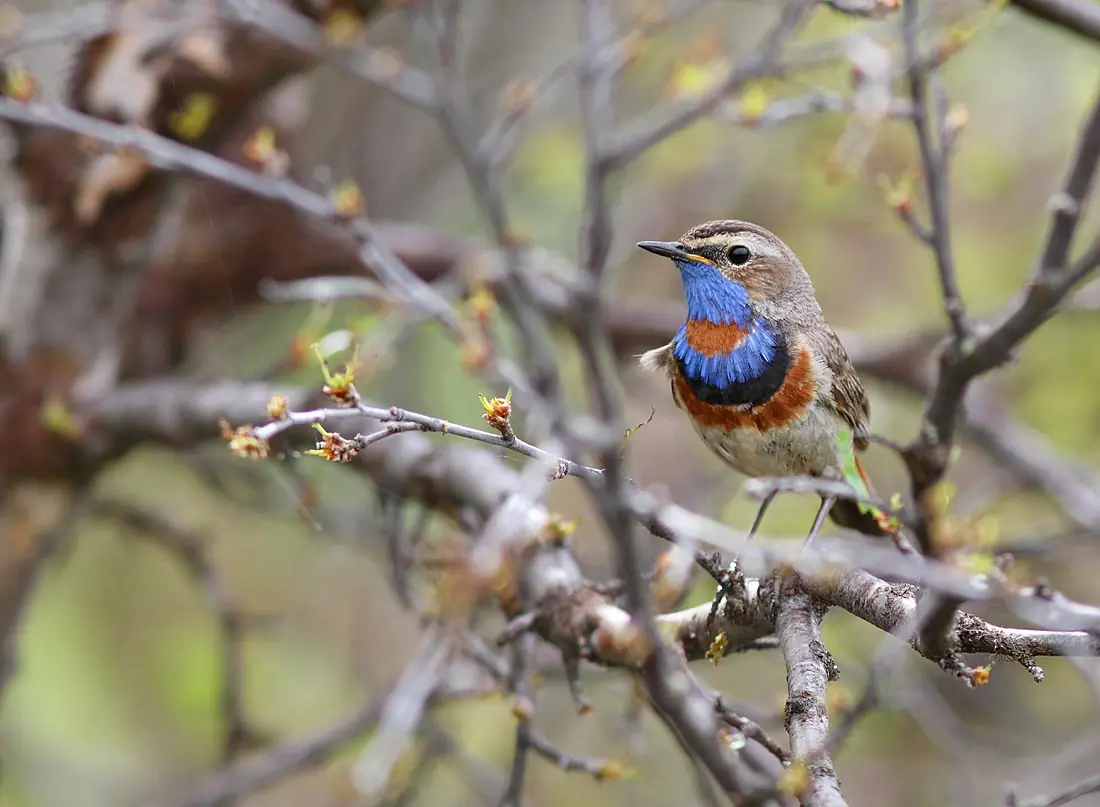 Red-spotted bluethroat (Luscinia svecica) 02