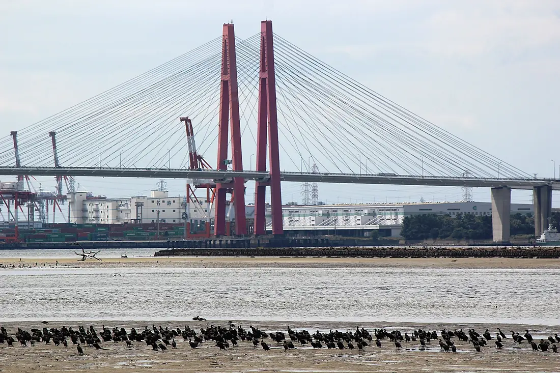 Phalacrocorax carbo hanedae flocks and Meiko Nishi Bridges