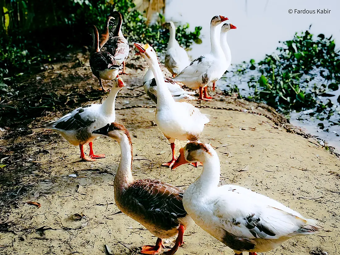Hakaluki Haor by Fardous Kabir 01